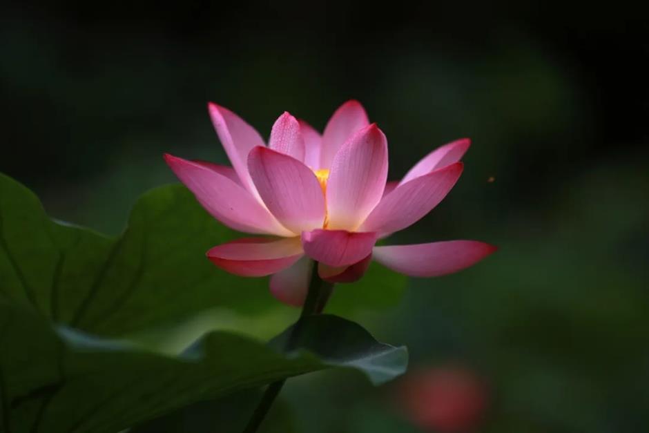 上海这个古风园林绝了!荷花满池,绿荫蔽日,宛如仙境