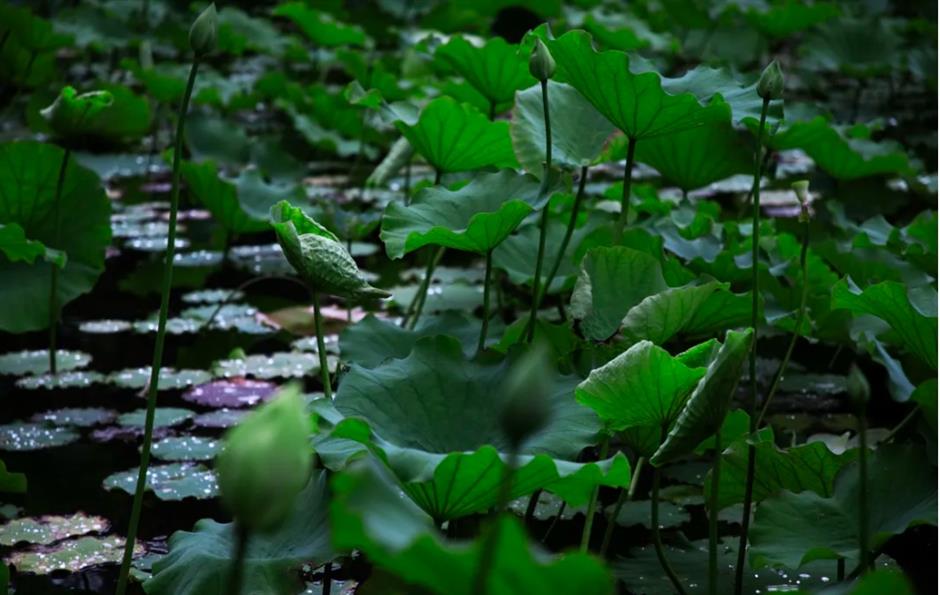 上海这个古风园林绝了!荷花满池,绿荫蔽日,宛如仙境