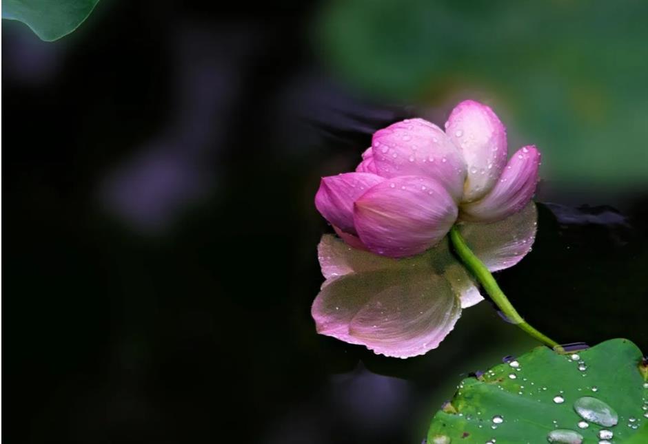上海这个古风园林绝了!荷花满池,绿荫蔽日,宛如仙境