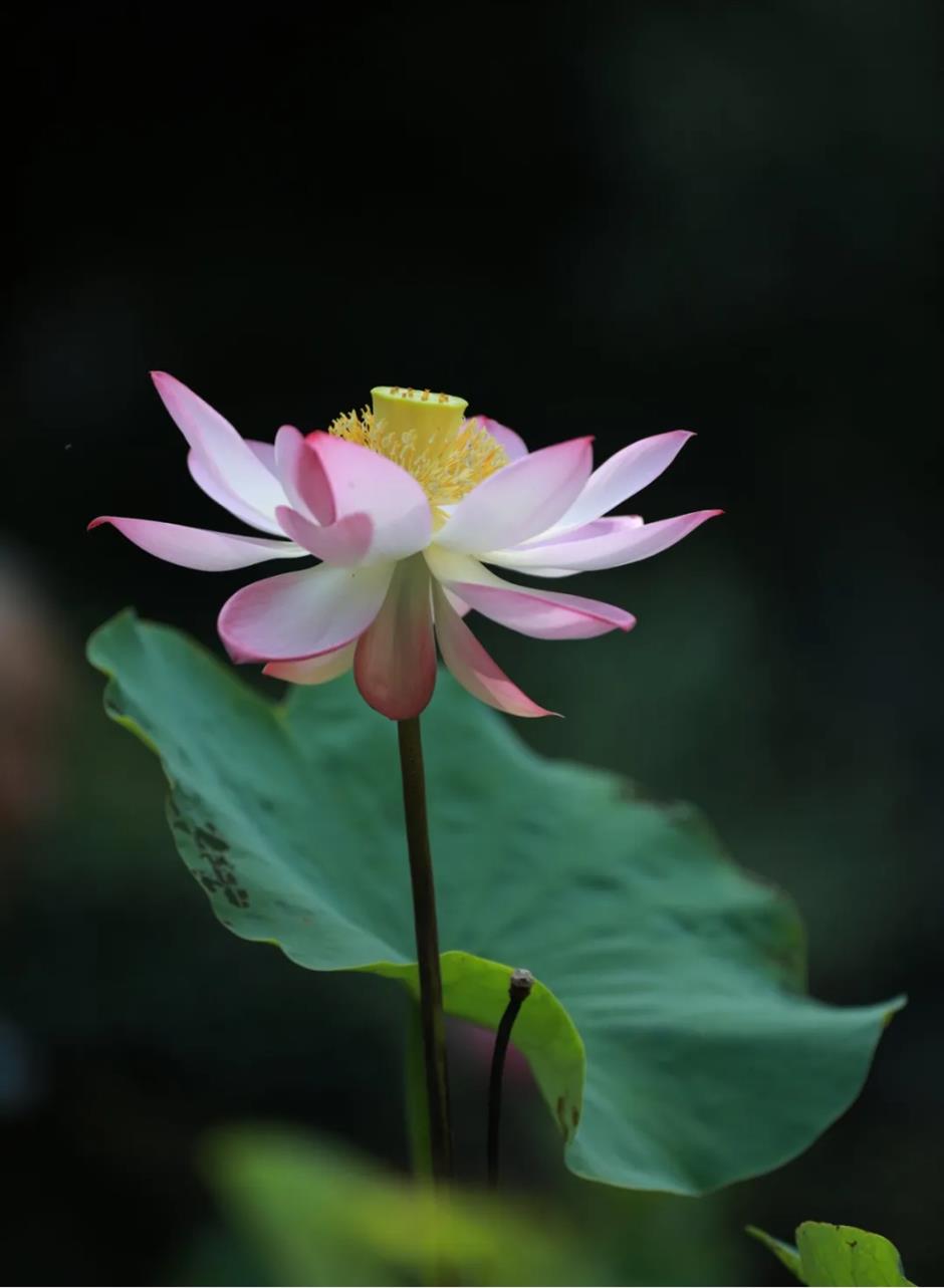 上海这个古风园林绝了!荷花满池,绿荫蔽日,宛如仙境