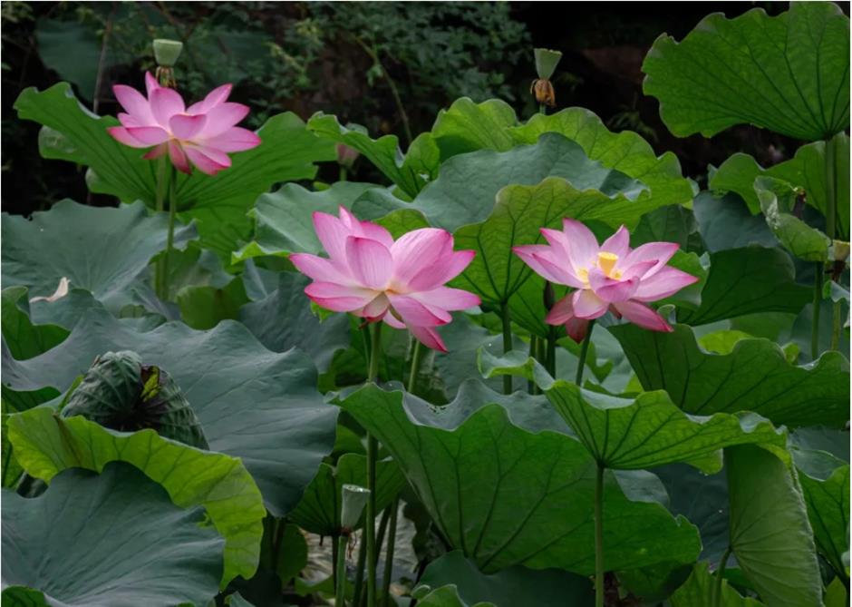 上海这个古风园林绝了!荷花满池,绿荫蔽日,宛如仙境