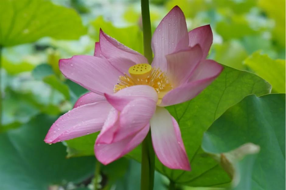 上海这个古风园林绝了!荷花满池,绿荫蔽日,宛如仙境