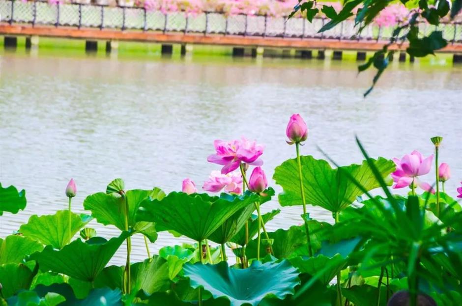 免费赏荷,都在上海这些郊野秘境里