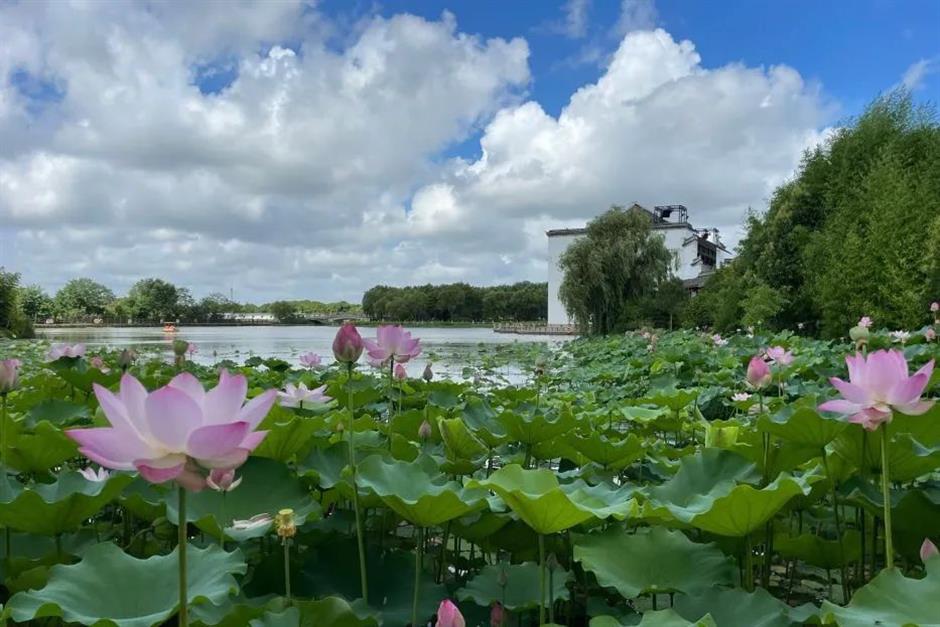 免费赏荷,都在上海这些郊野秘境里