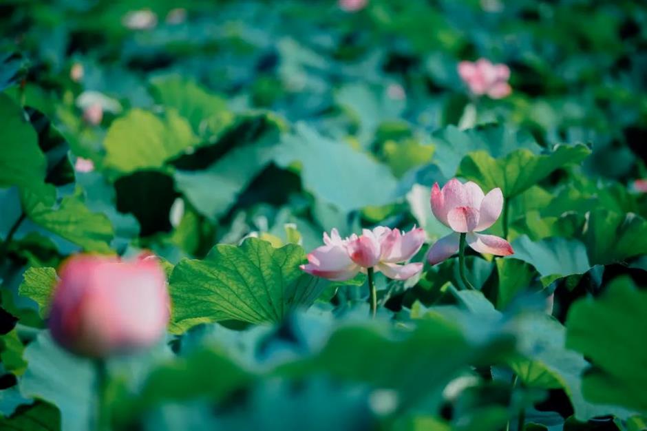 免费赏荷,都在上海这些郊野秘境里