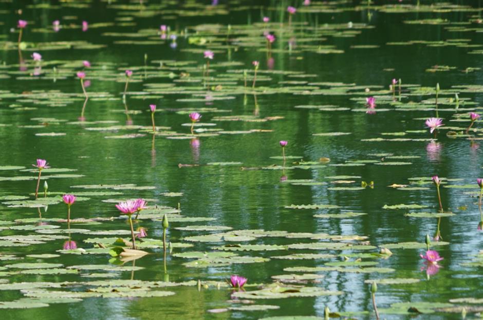 免费赏荷,都在上海这些郊野秘境里