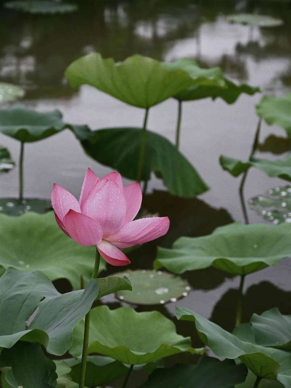 免费赏荷,都在上海这些郊野秘境里