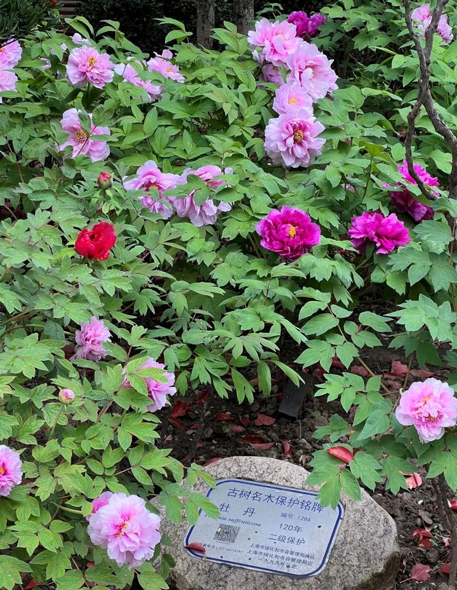 上海市中心这个百年公园焕新归来!赏景纳凉好去处+1→