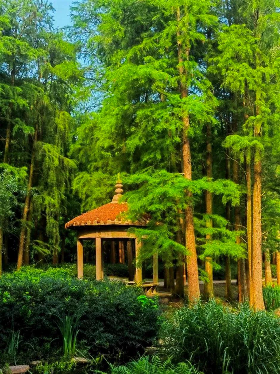 满屏绿意!上海的森林之境太美了