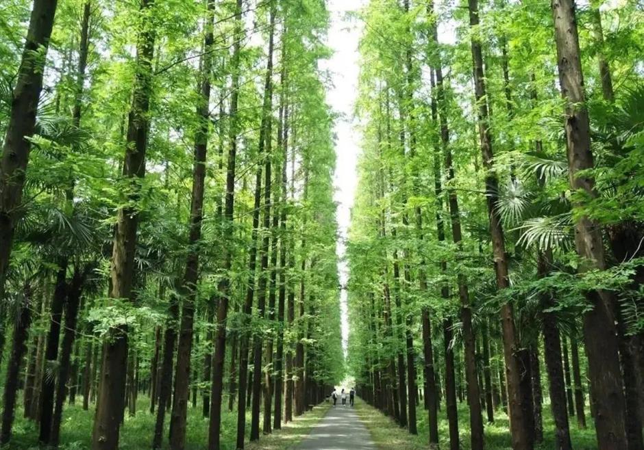 满屏绿意!上海的森林之境太美了