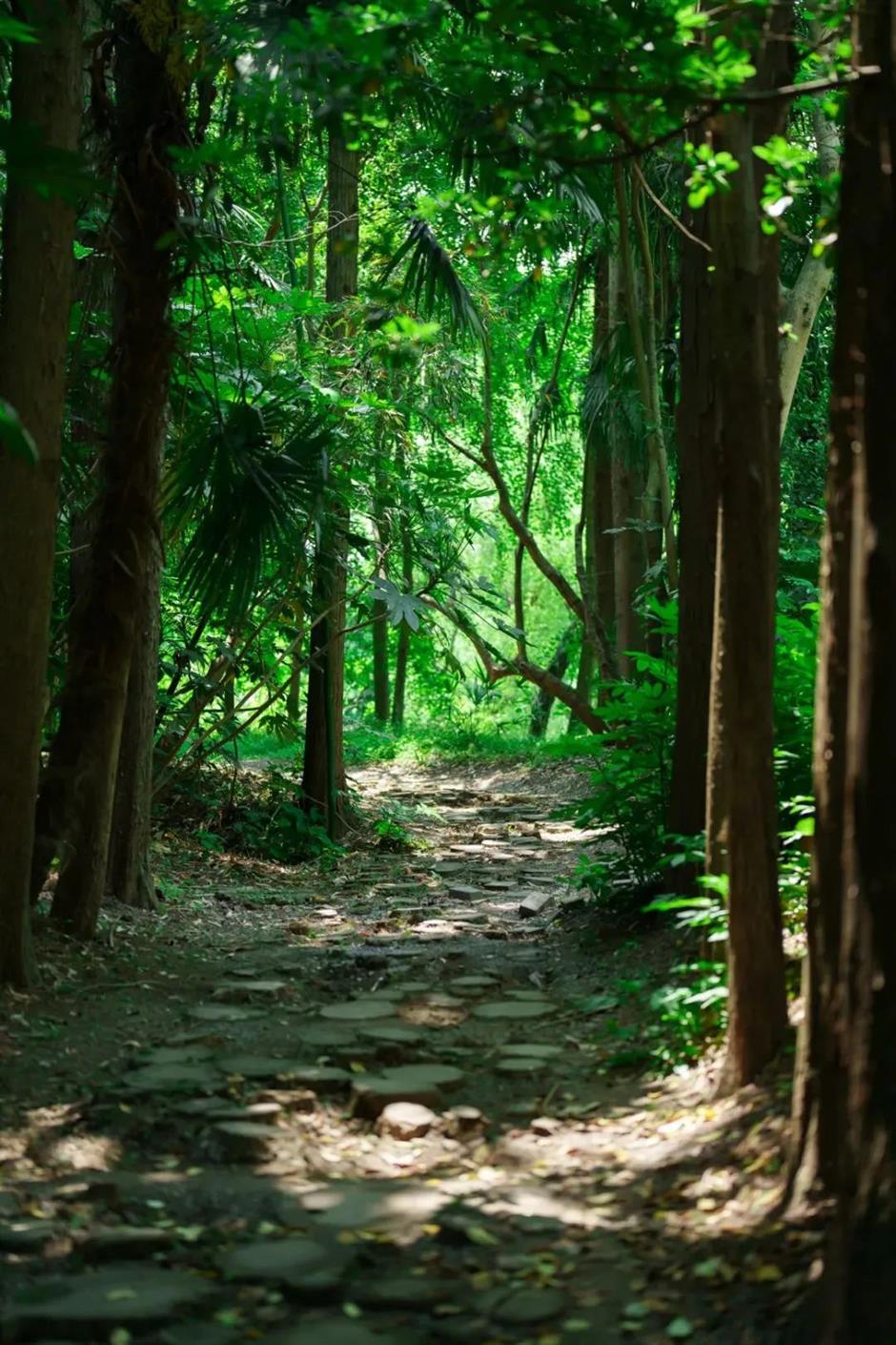 满屏绿意!上海的森林之境太美了