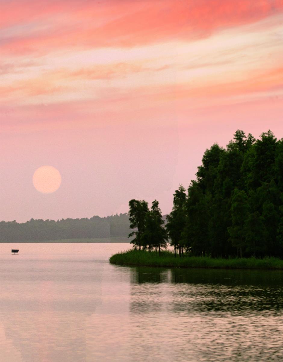 满屏绿意!上海的森林之境太美了