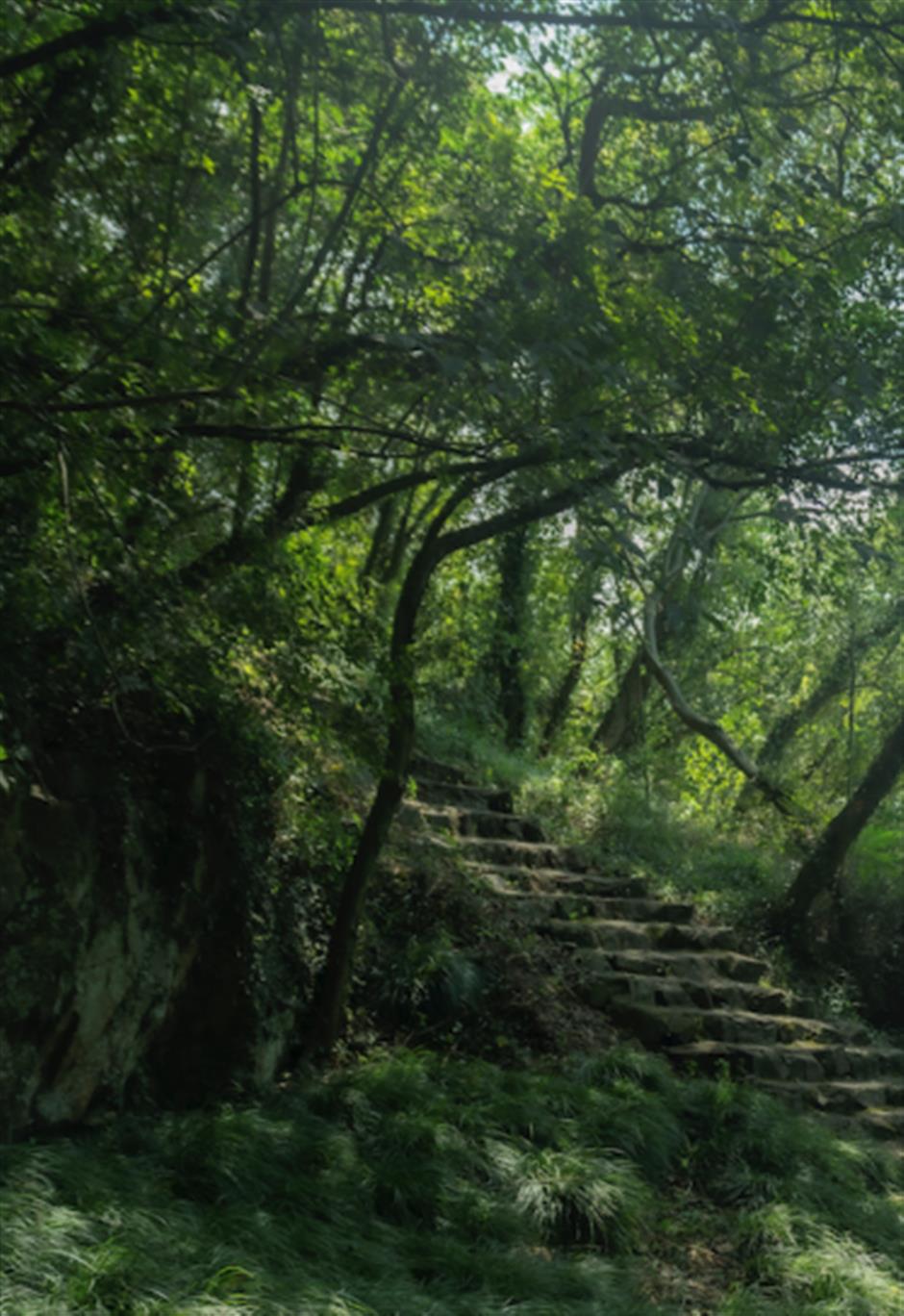 满屏绿意!上海的森林之境太美了