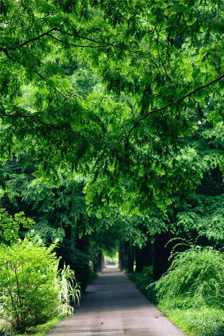 满屏绿意!上海的森林之境太美了