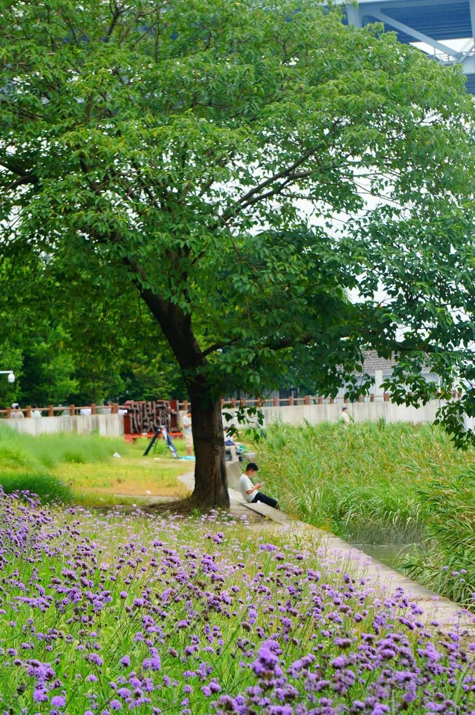 上海这个绝美花园免门票了!江畔微风吹来马鞭草、荷花花海→