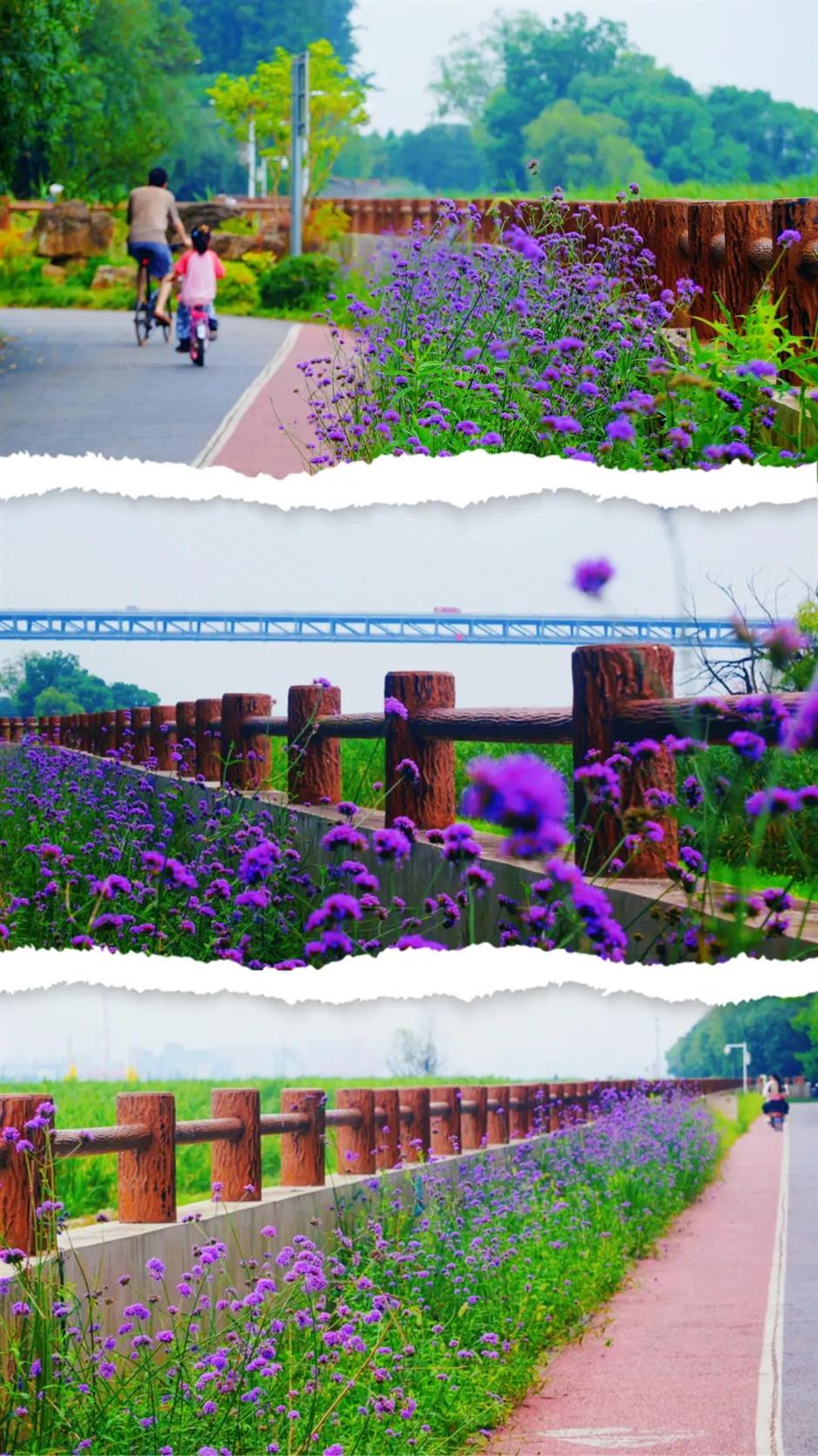 上海这个绝美花园免门票了!江畔微风吹来马鞭草、荷花花海→