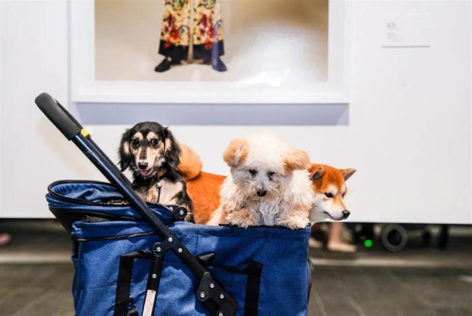 限时上线!浦江两岸新玩法,快来