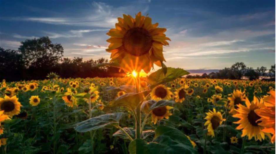 这些上海旅游节之