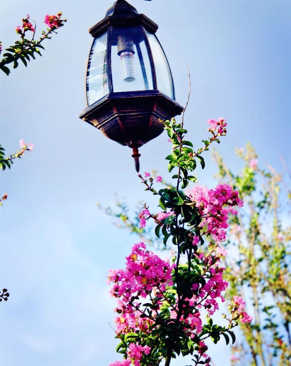 美美美!夏末的賞花頂流竟是TA