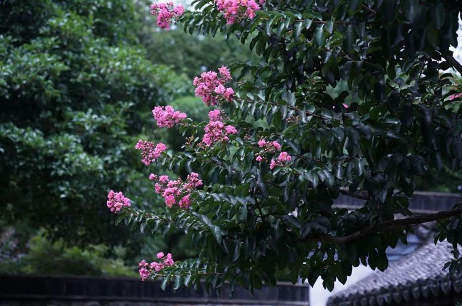 美美美!夏末的賞花頂流竟是TA
