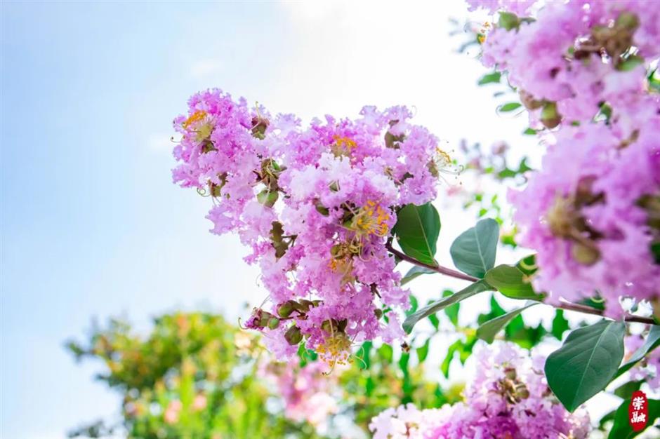 美美美!夏末的賞花頂流竟是TA