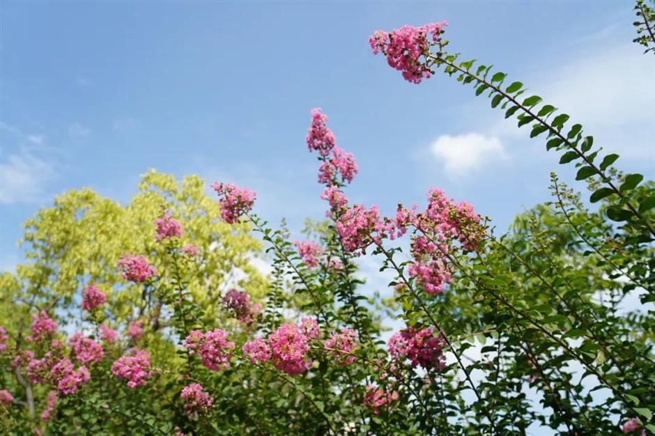 美美美!夏末的賞花頂流竟是TA