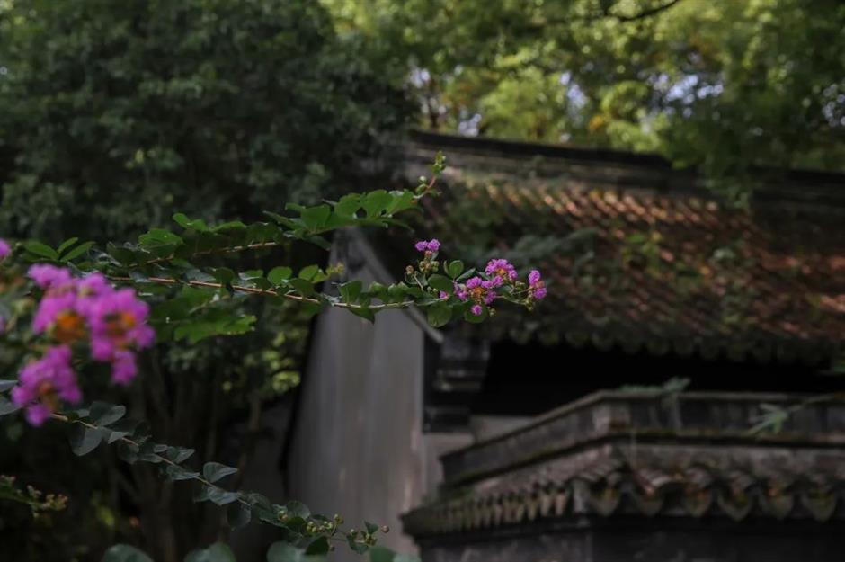 美美美!夏末的賞花頂流竟是TA