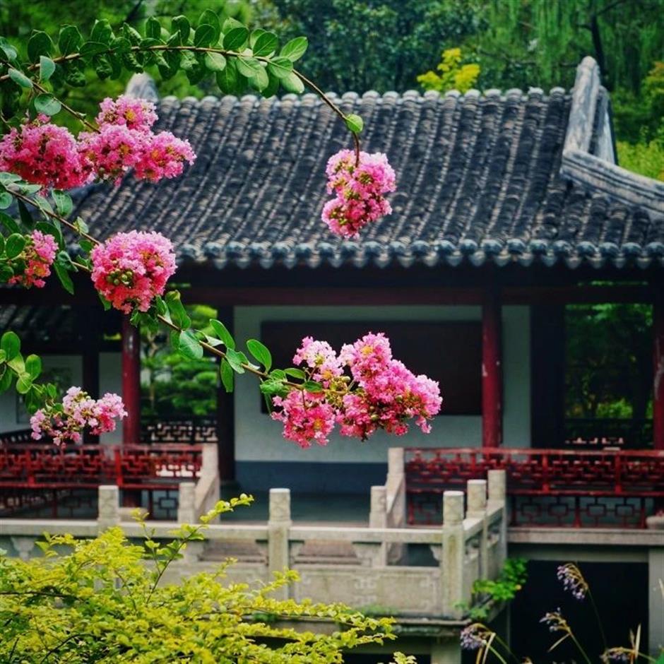 美美美!夏末的賞花頂流竟是TA