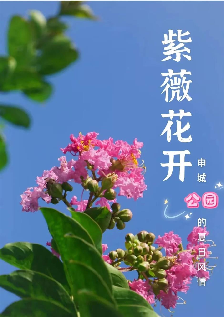 美美美!夏末的賞花頂流竟是TA