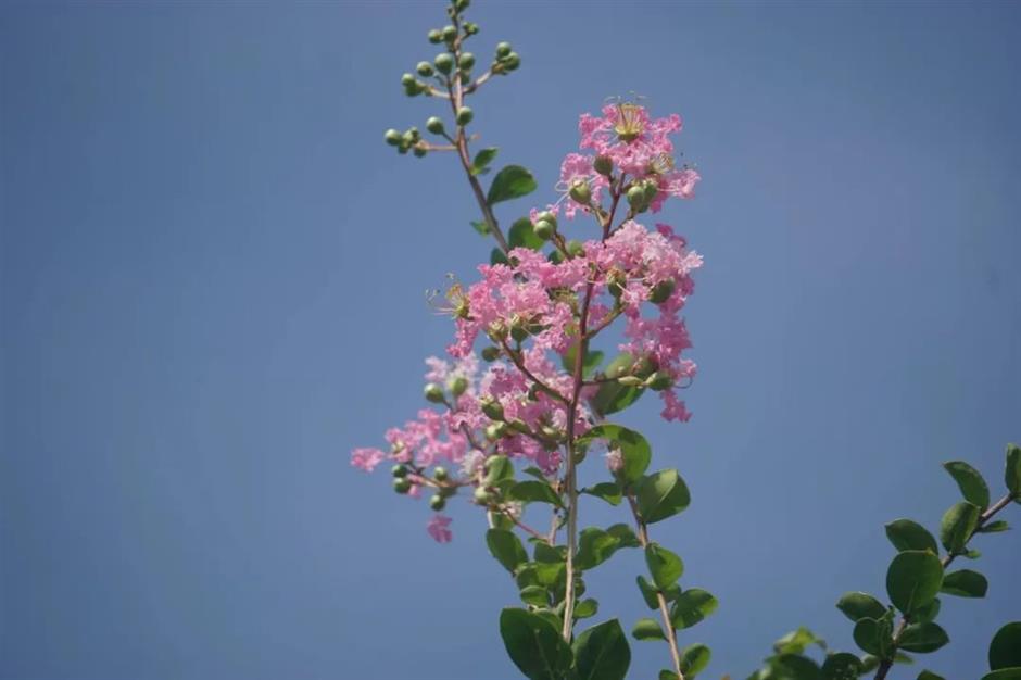 美美美!夏末的賞花頂流竟是TA