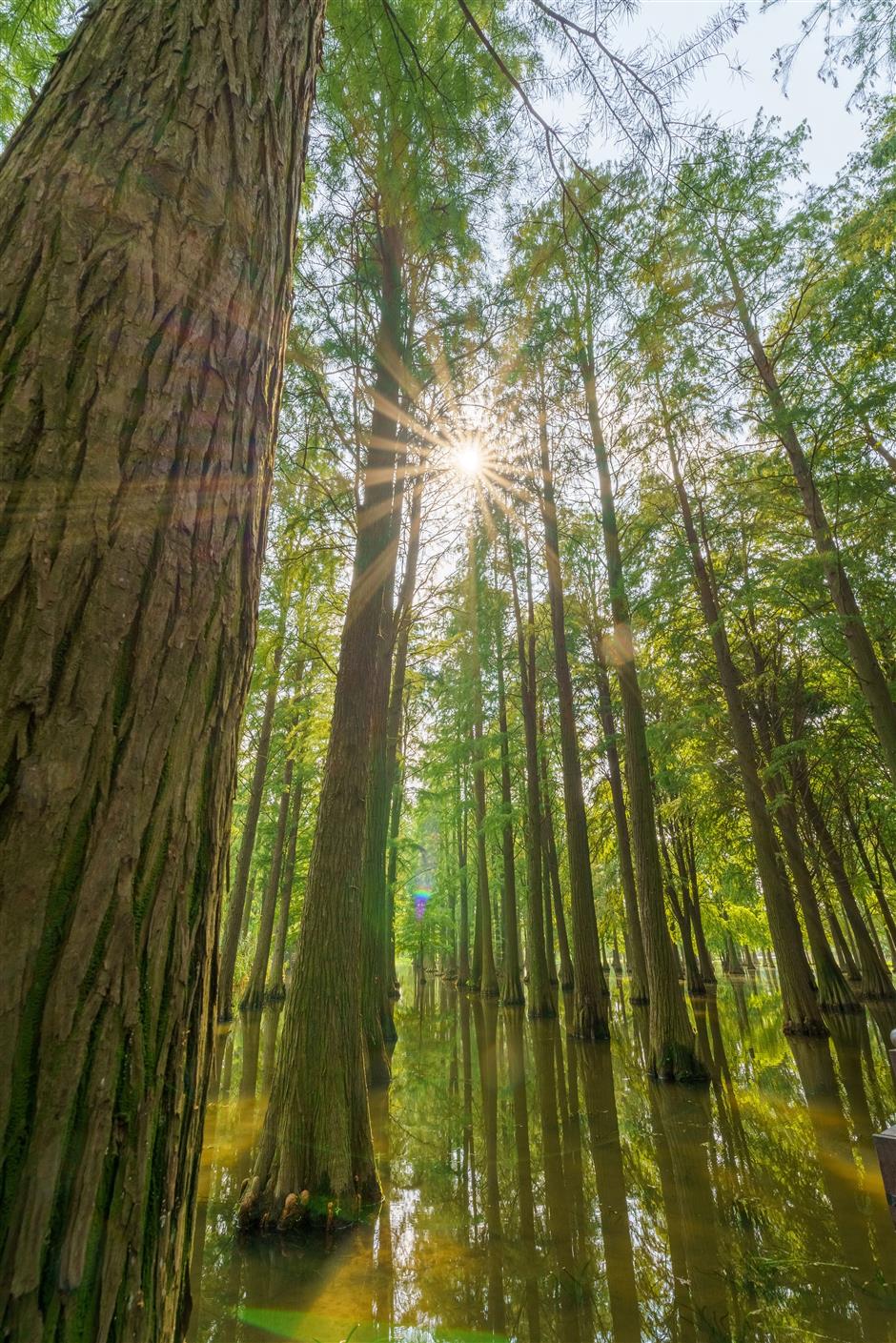 沪郊初秋的美藏在這5片湖光水色裡