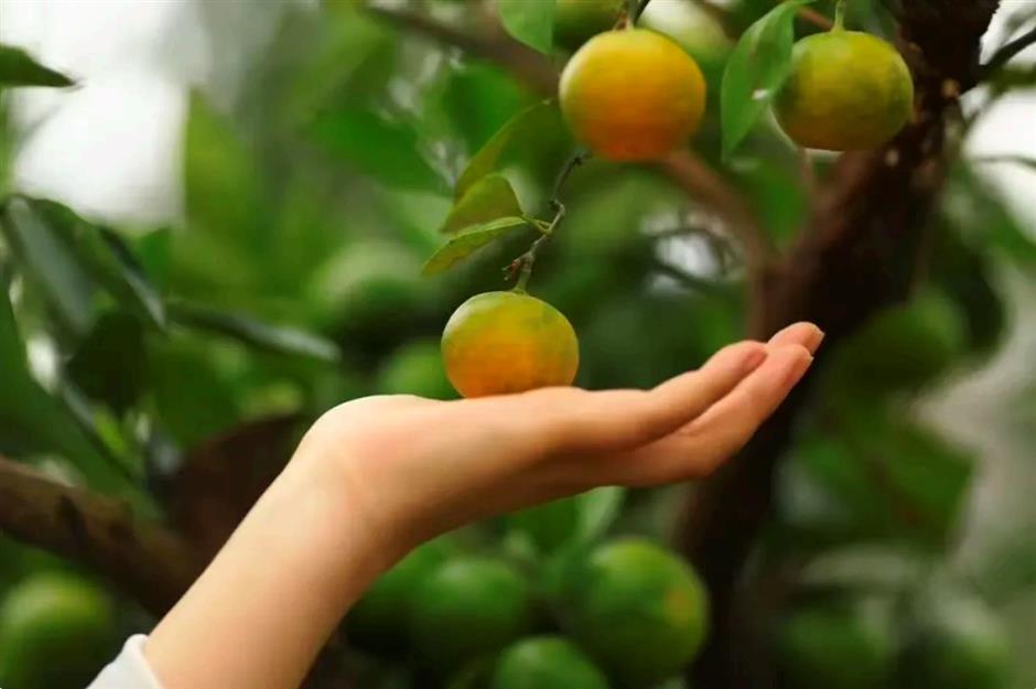 长兴岛橘子熟了~柑桔采摘、动物喂养、手工活动,快来体验