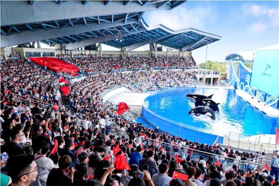 上海海昌海洋公園國慶客流創新高,
迎上海旅遊節閉幕。