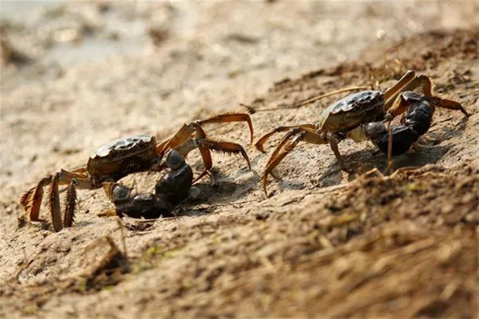 文旅部推薦!上海三條精品線路上榜