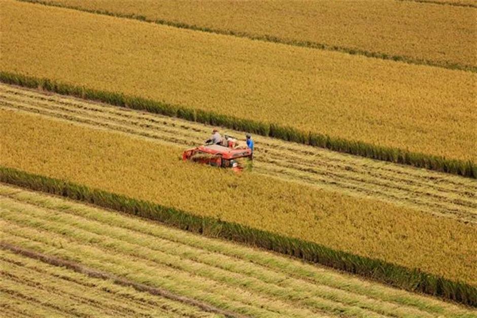 文旅部推薦!上海三條精品線路上榜