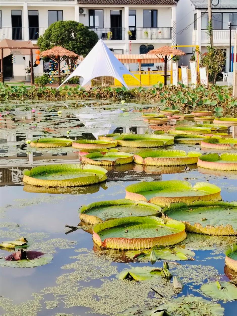 一夜爆紅!這裡是魔都當季最美鄉村