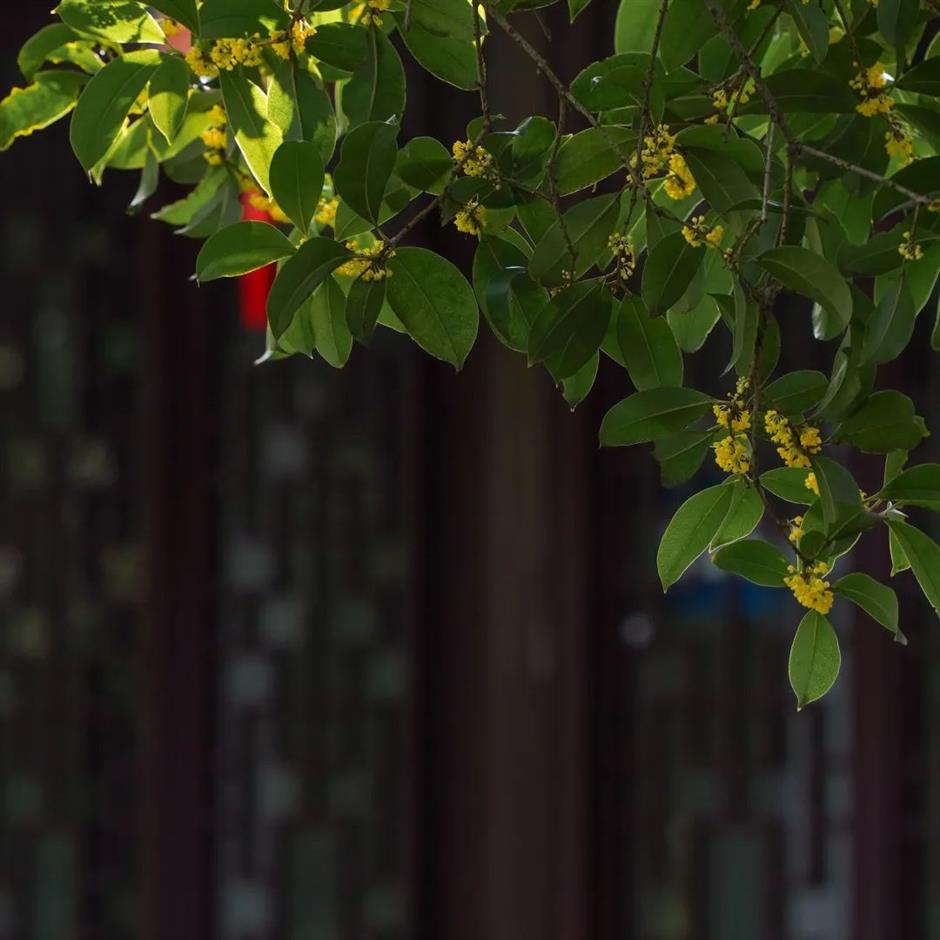 赏桂指南,一起打开上海的秋天