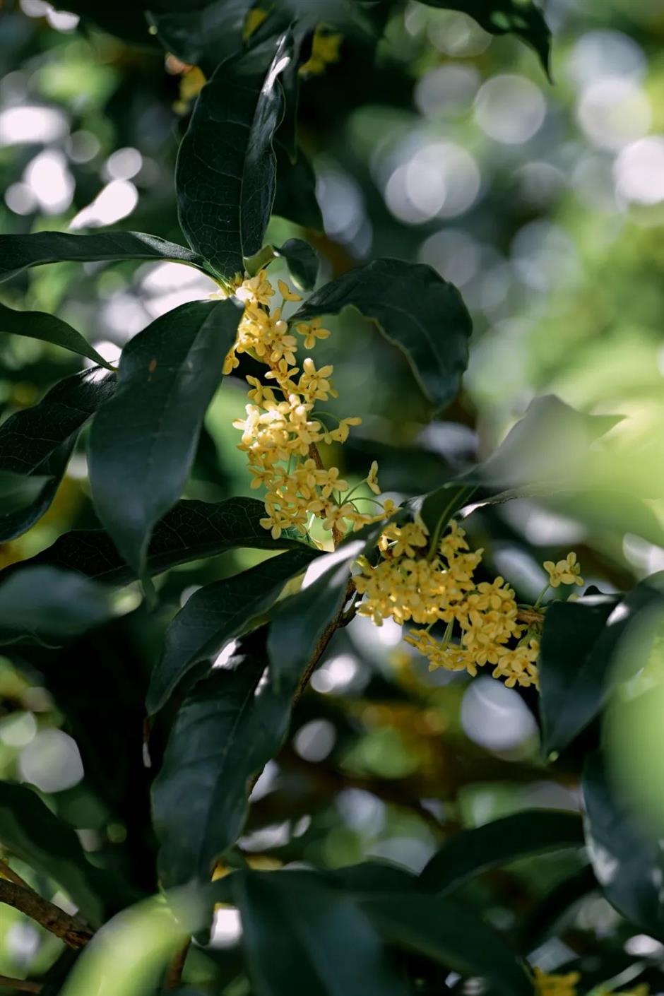 赏桂指南,一起打开上海的秋天