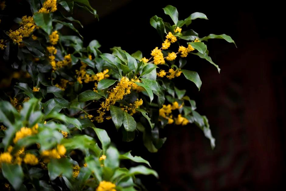 赏桂指南,一起打开上海的秋天