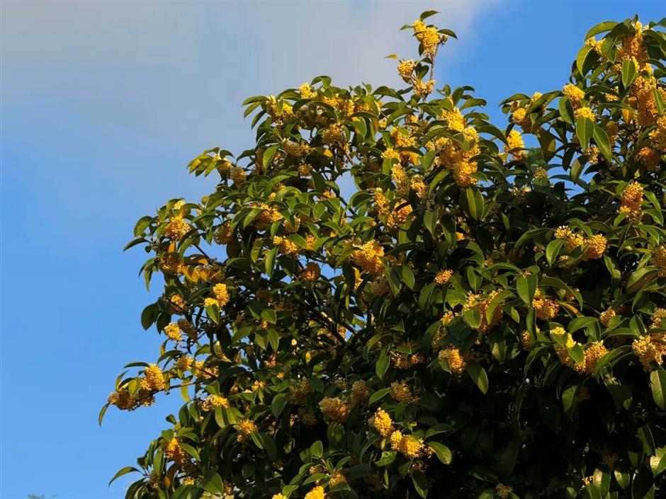 赏桂指南,一起打开上海的秋天