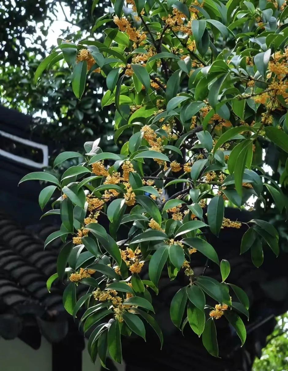 赏桂指南,一起打开上海的秋天