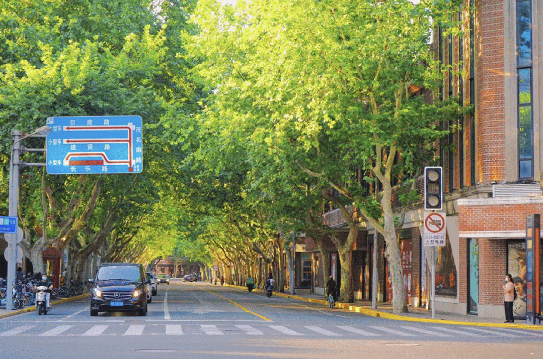 秋日盪馬路,別錯過梧桐樹下這些好去處→