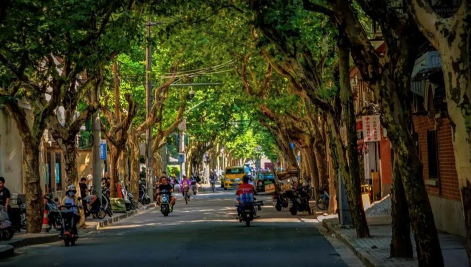秋日盪馬路,別錯過梧桐樹下這些好去處→