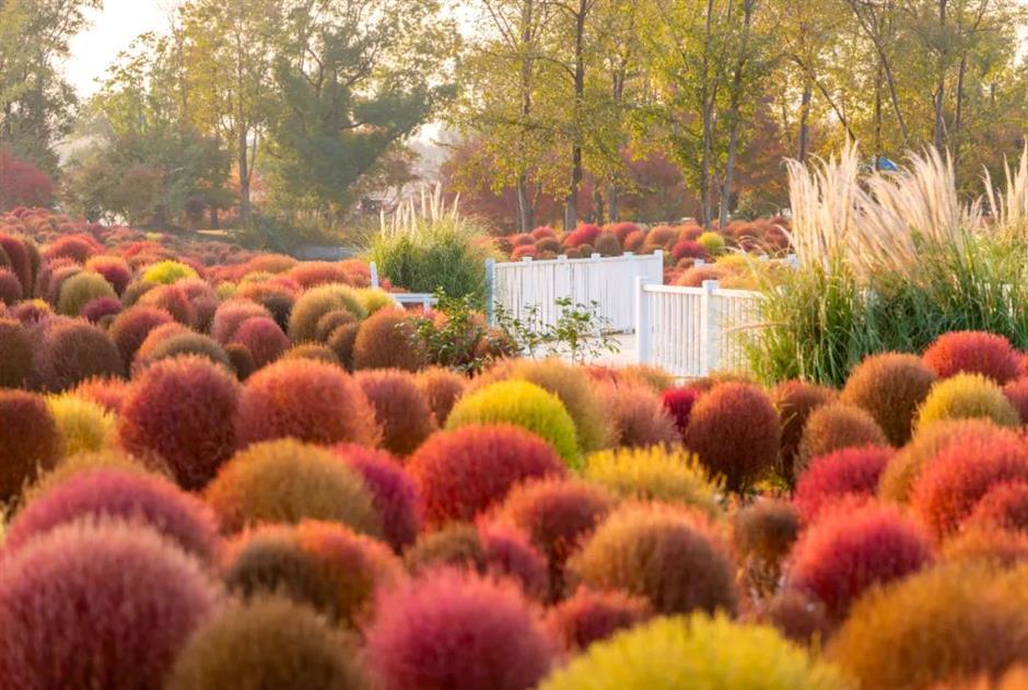 魔都絕美秋日花海上線