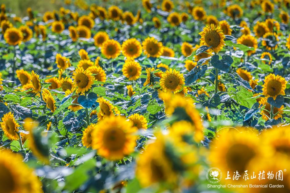 魔都絕美秋日花海上線