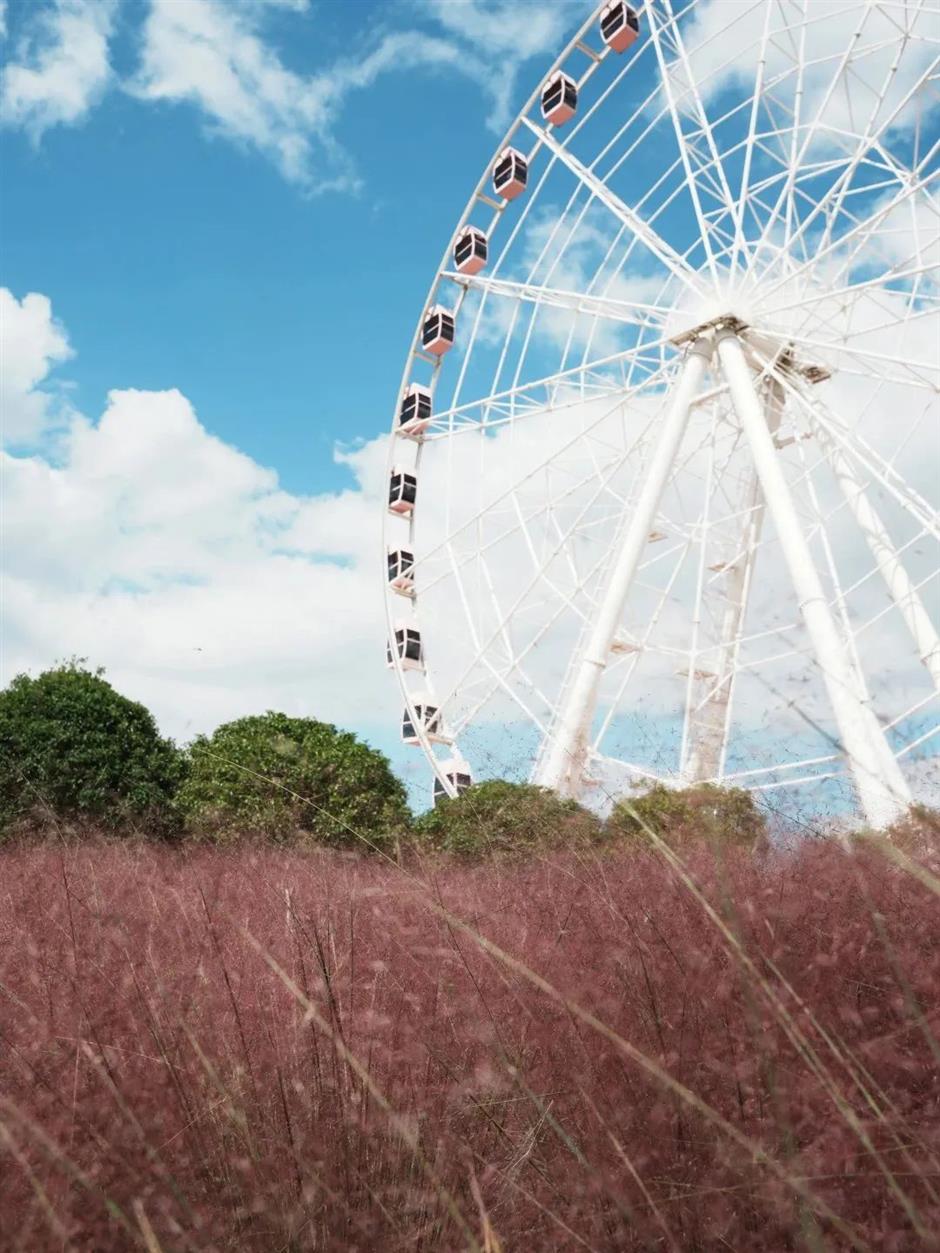 魔都絕美秋日花海上線
