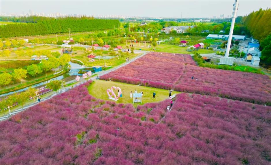 魔都絕美秋日花海上線