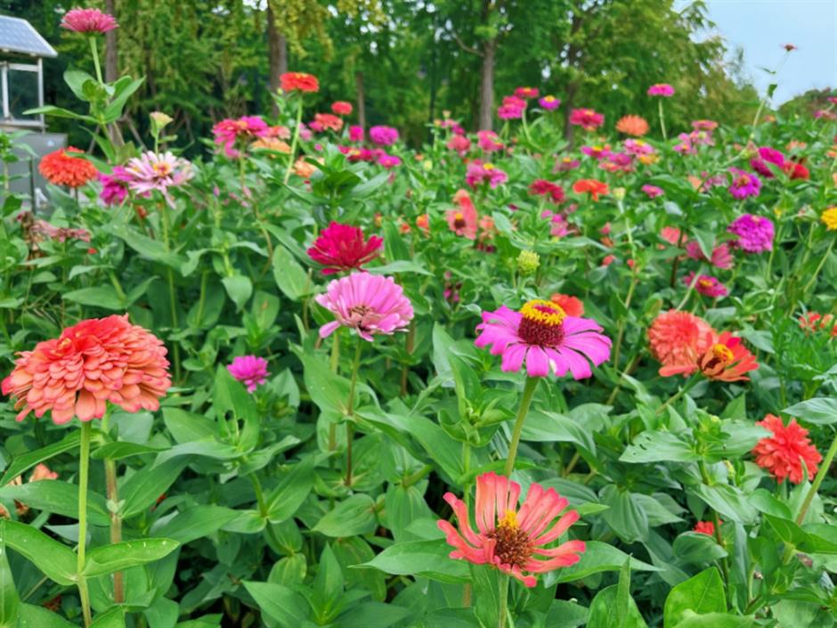 魔都絕美秋日花海上線