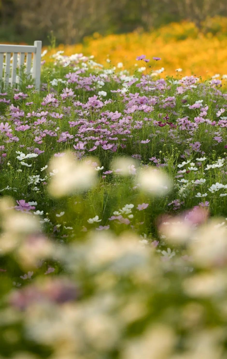 魔都絕美秋日花海上線
