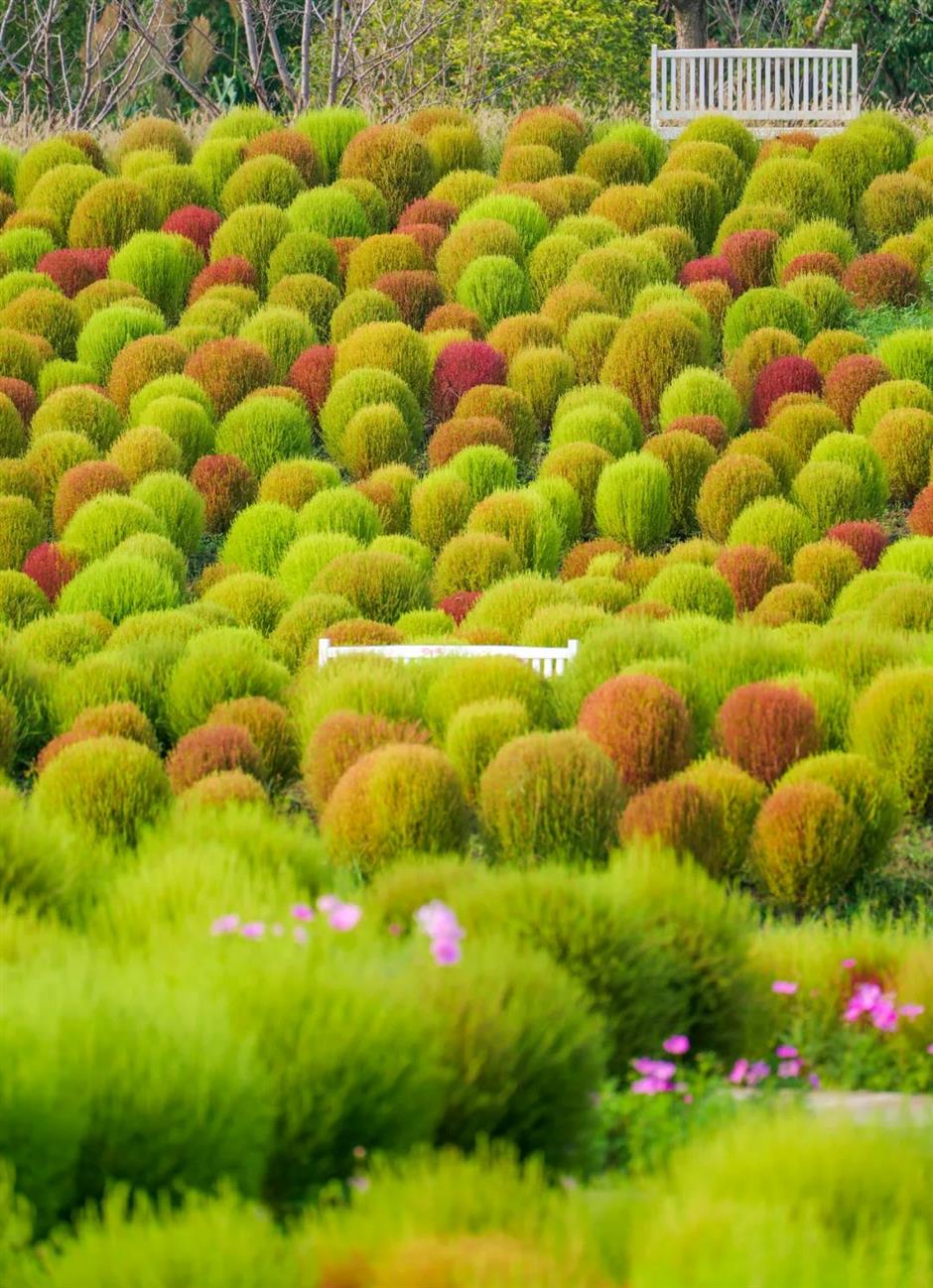 魔都絕美秋日花海上線